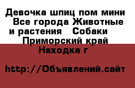 Девочка шпиц пом мини - Все города Животные и растения » Собаки   . Приморский край,Находка г.